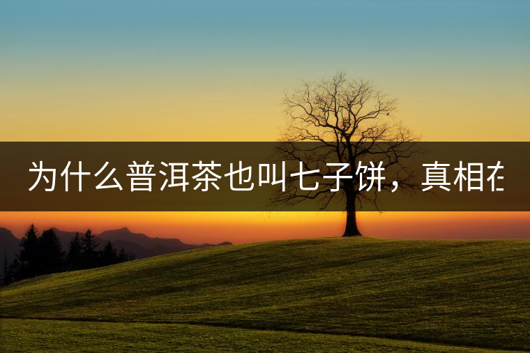 為什么普洱茶也叫七子餅，真相在這里！