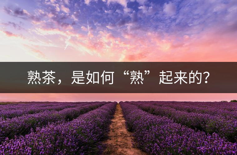 熟茶，是如何“熟”起來的？