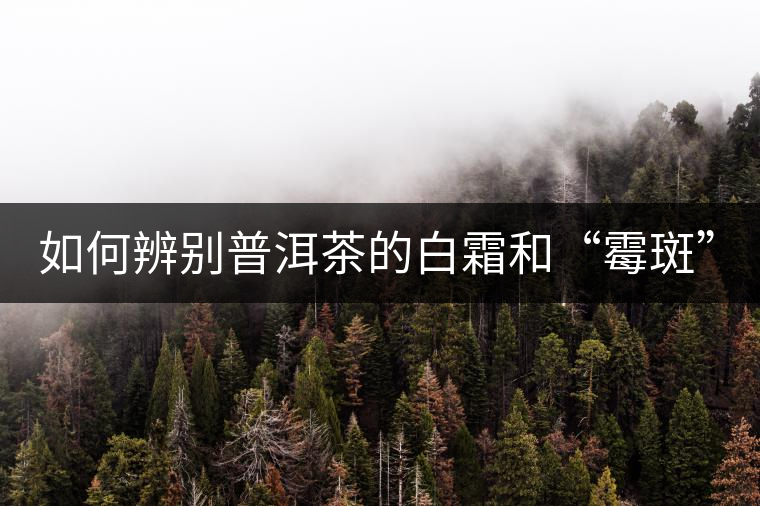 如何辨別普洱茶的白霜和“霉斑”？