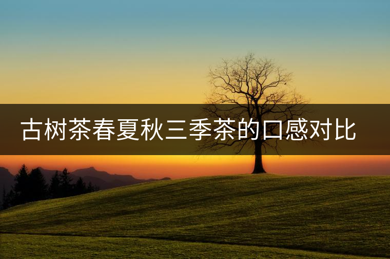 古樹茶春夏秋三季茶的口感對比，尤其是回甘方面有什么不同？