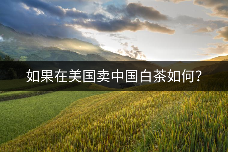 如果在美國賣中國白茶如何？