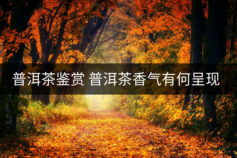 普洱茶鑒賞 普洱茶香氣有何呈現(xiàn)？