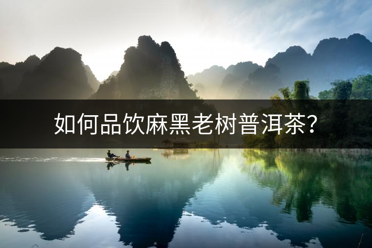 如何品飲麻黑老樹普洱茶？