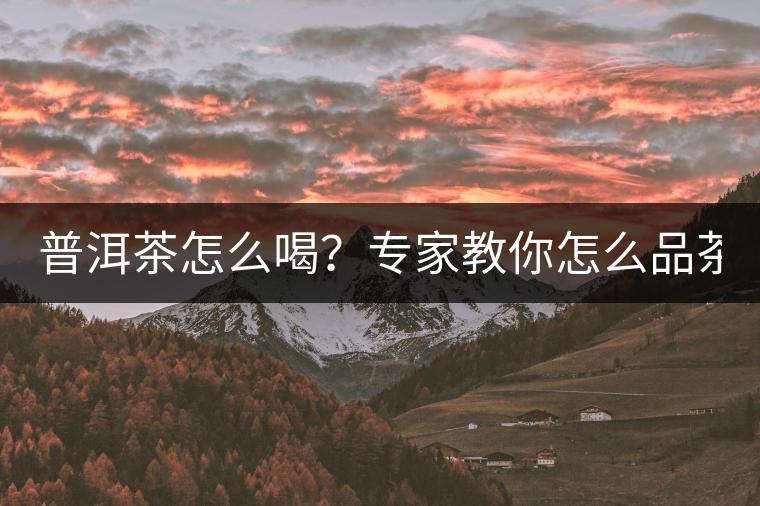 普洱茶怎么喝？專家教你怎么品茶？