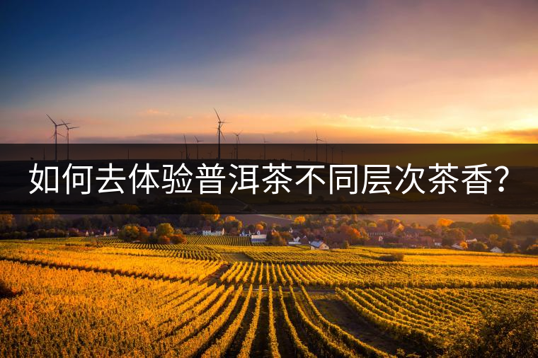 如何去體驗普洱茶不同層次茶香？