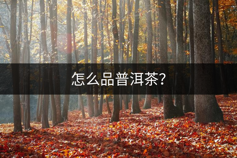 怎么品普洱茶？