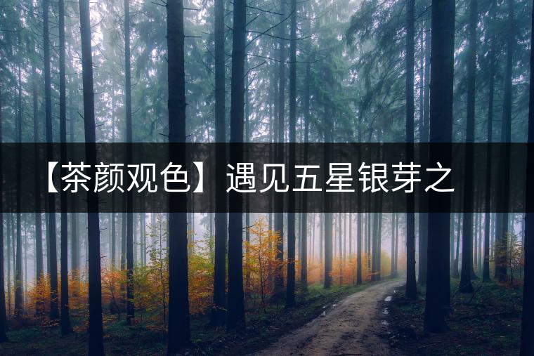 【茶顏觀色】遇見(jiàn)五星銀芽之美 【茶顏觀色】遇見(jiàn)五星銀芽之美