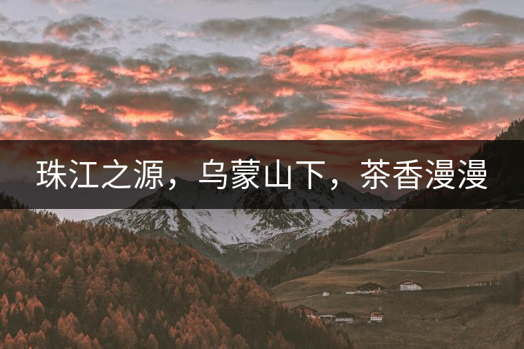 珠江之源，烏蒙山下，茶香漫漫