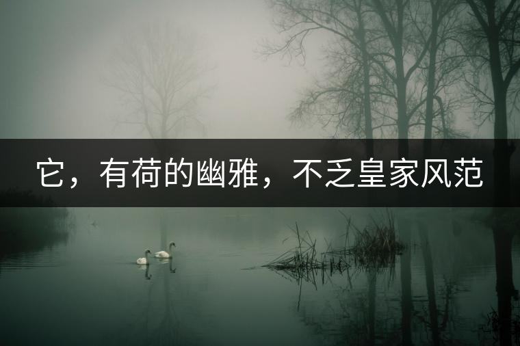 它，有荷的幽雅，不乏皇家風(fēng)范