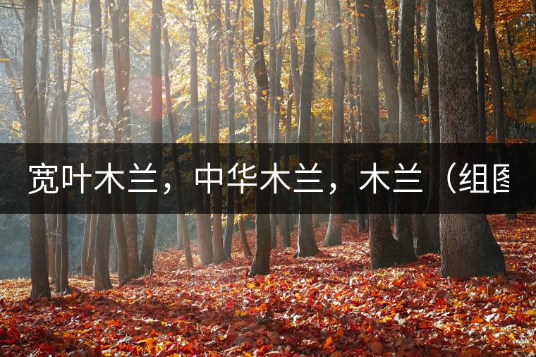 寬葉木蘭，中華木蘭，木蘭（組圖）