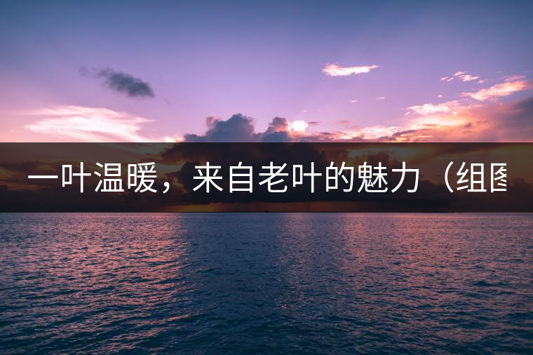 一葉溫暖，來(lái)自老葉的魅力（組圖）