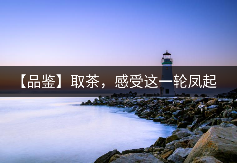 【品鑒】取茶，感受這一輪鳳起古茶的魅力