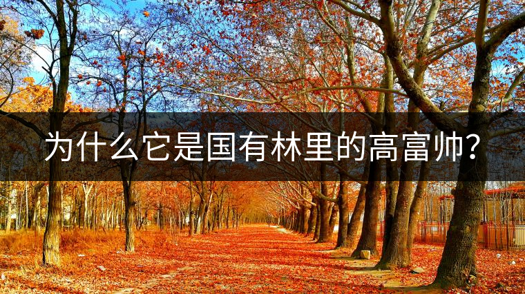 為什么它是國(guó)有林里的高富帥？