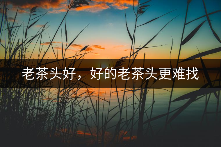 老茶頭好，好的老茶頭更難找