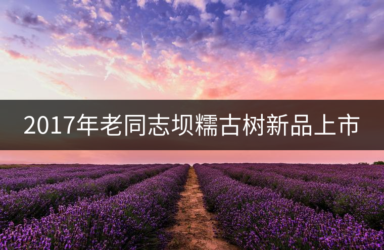 2017年老同志壩糯古樹新品上市 2017年老同志壩糯古樹新品上市