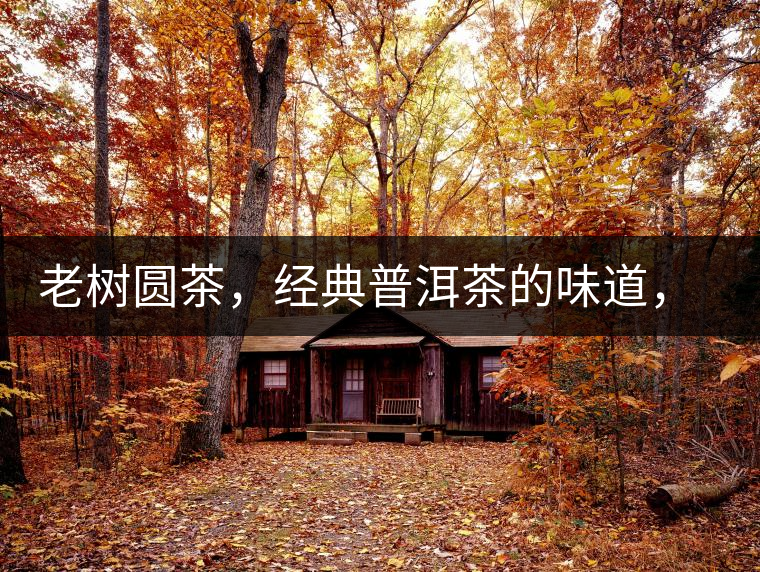 老樹圓茶，經(jīng)典普洱茶的味道，即將上市