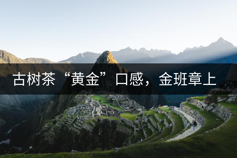 古樹(shù)茶“黃金”口感，金班章上市