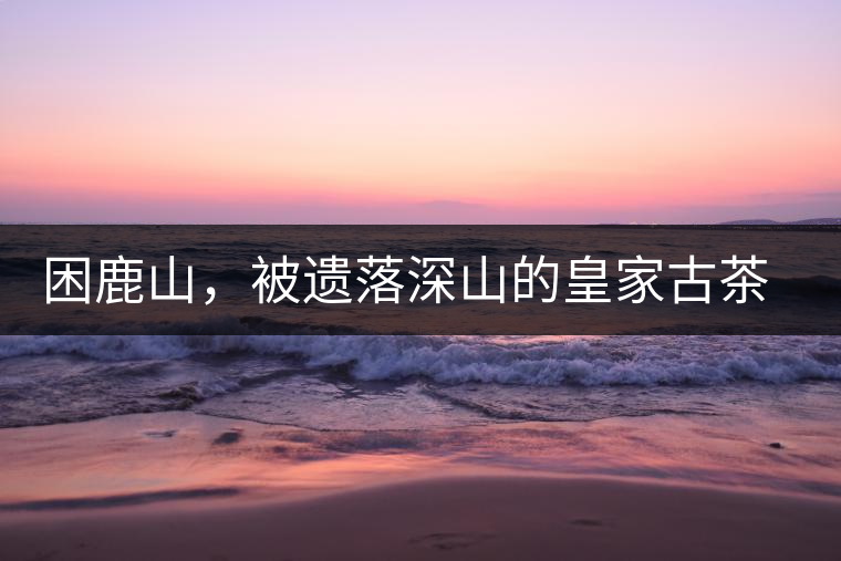 困鹿山，被遺落深山的皇家古茶園