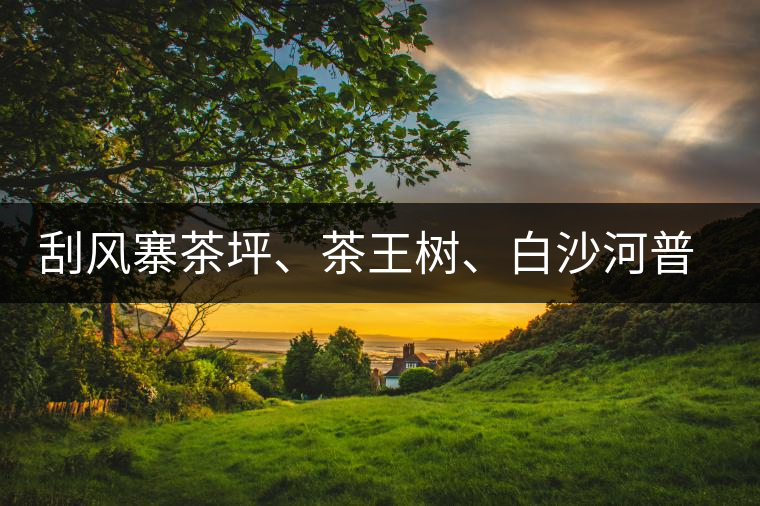 刮風(fēng)寨茶坪、茶王樹、白沙河普洱茶怎么樣