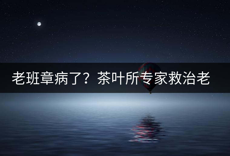 老班章病了？茶葉所專家救治老班章古茶樹