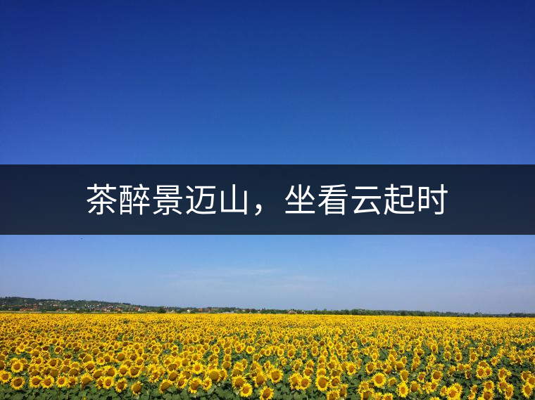 茶醉景邁山，坐看云起時