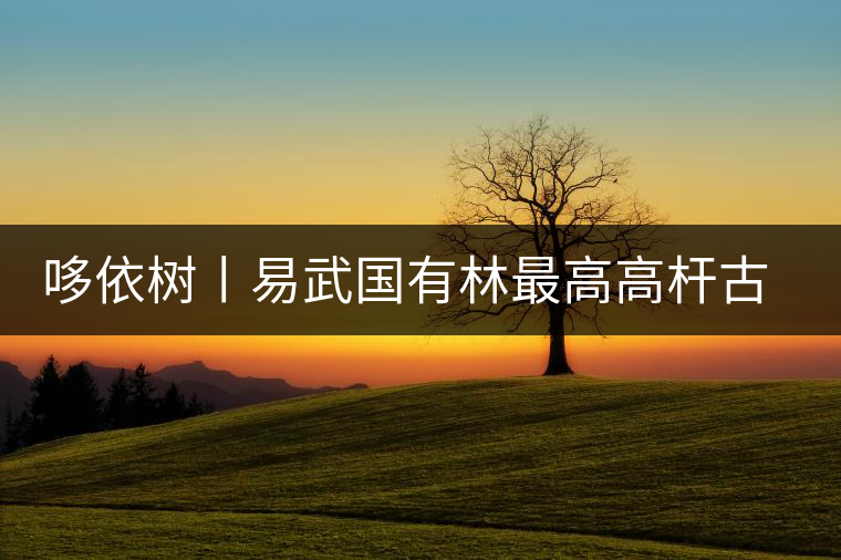哆依樹丨易武國(guó)有林最高高桿古樹 哆依樹丨易武國(guó)有林最高高桿古樹