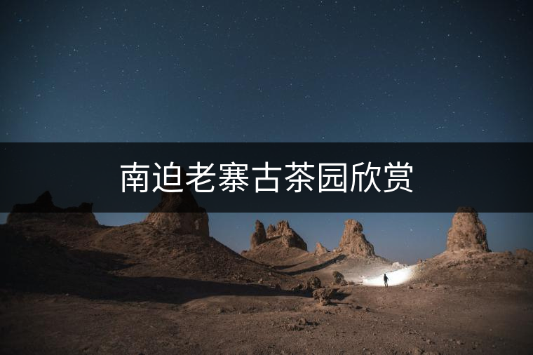 南迫老寨古茶園欣賞