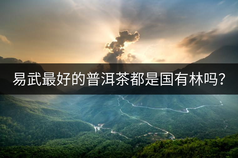 易武最好的普洱茶都是國有林嗎？