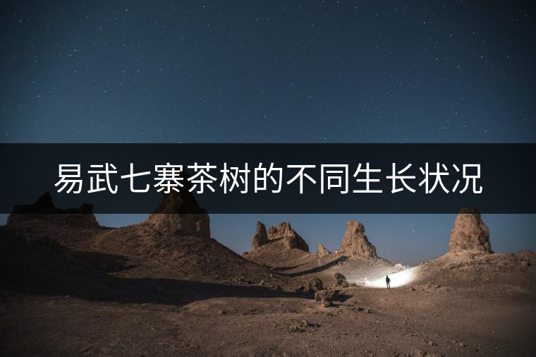 易武七寨茶樹的不同生長(zhǎng)狀況