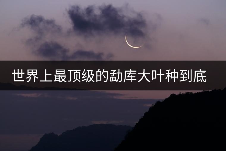 世界上最頂級的勐庫大葉種到底是什么？這篇文章講透了