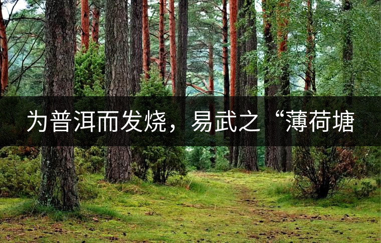 為普洱而發(fā)燒，易武之“薄荷塘