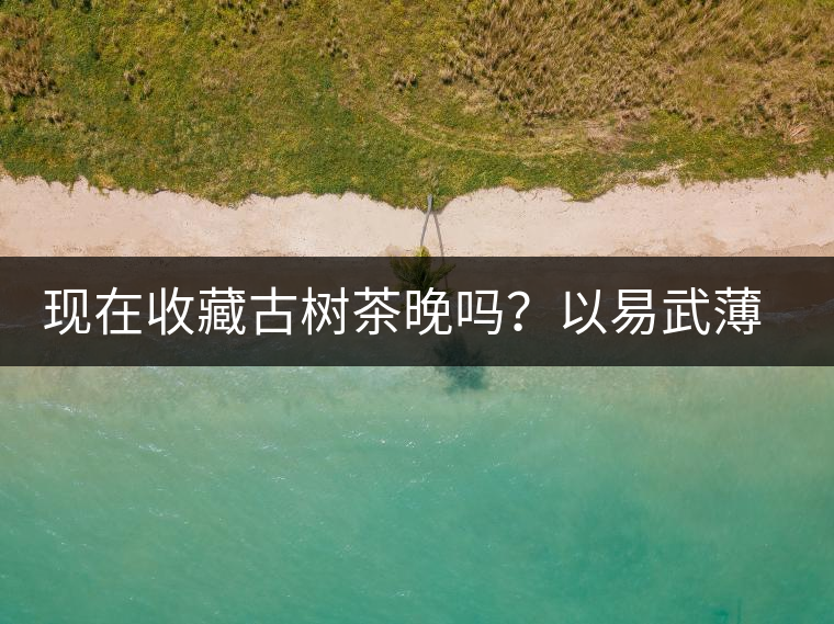 現(xiàn)在收藏古樹茶晚嗎？以易武薄荷塘古樹茶為例