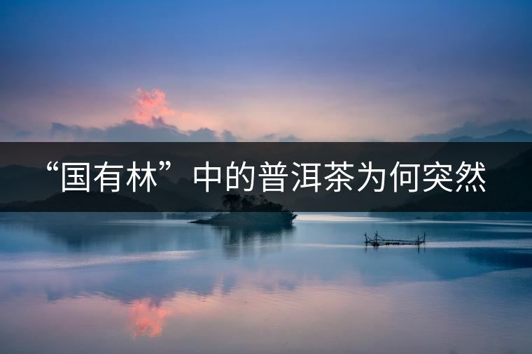 “國有林”中的普洱茶為何突然受追捧？