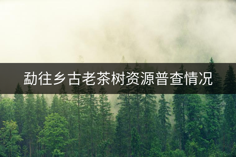 勐往鄉(xiāng)古老茶樹資源普查情況 勐往鄉(xiāng)古老茶樹資源普查情況