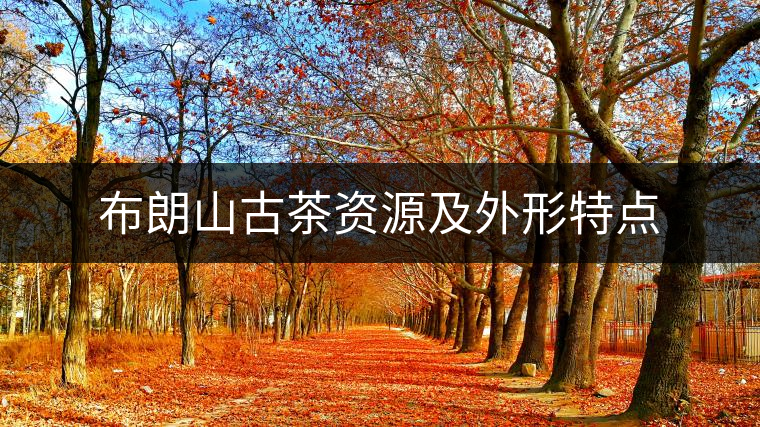 布朗山古茶資源及外形特點(diǎn)