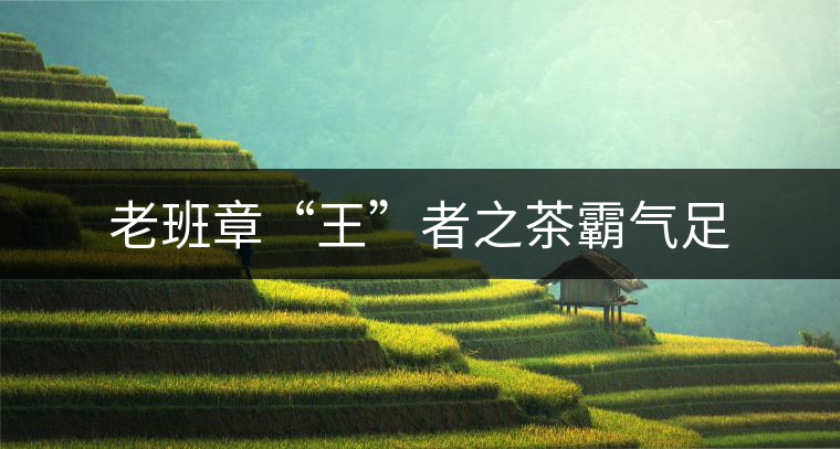 老班章“王”者之茶霸氣足 老班章“王”者之茶霸氣足