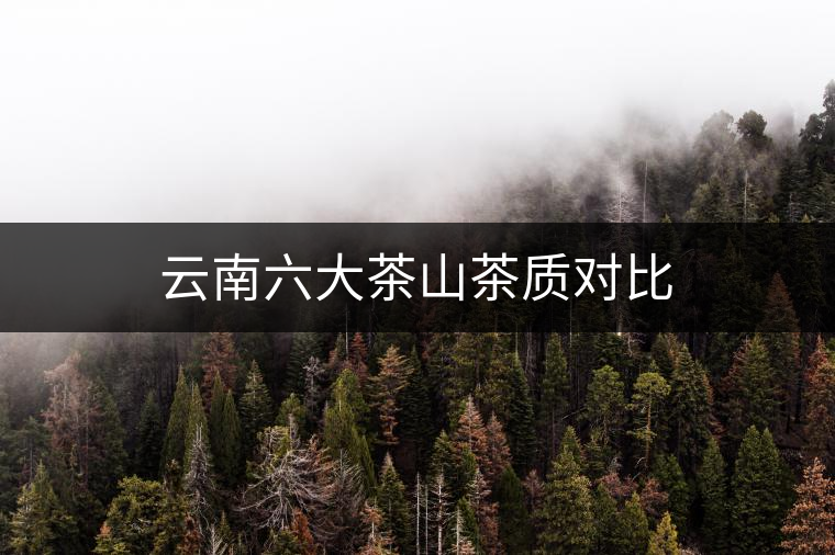 云南六大茶山茶質(zhì)對比