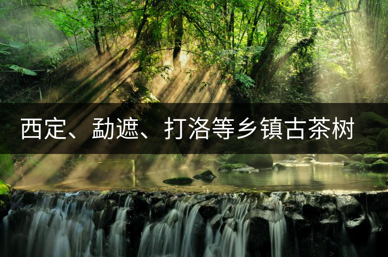 西定、勐遮、打洛等鄉(xiāng)鎮(zhèn)古茶樹資源