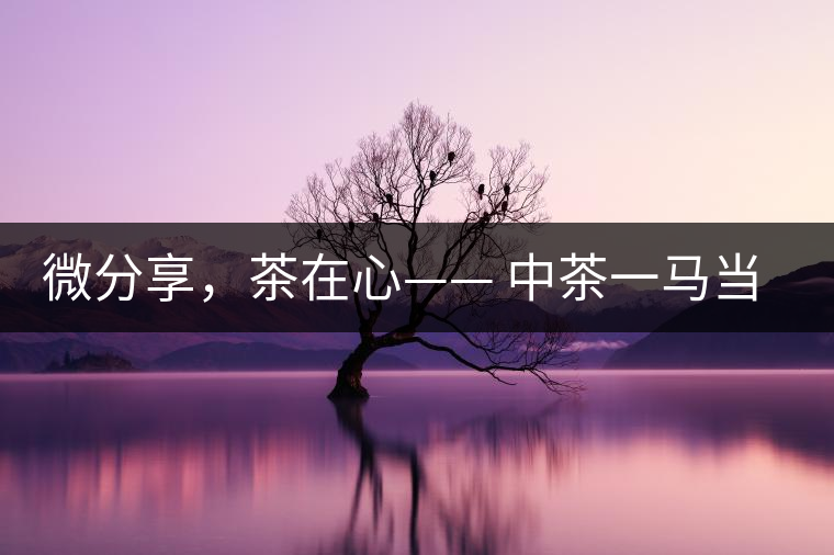 微分享，茶在心—— 中茶一馬當(dāng)先