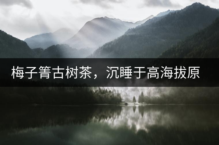 梅子箐古樹茶，沉睡于高海拔原生態(tài)的冰甜美人