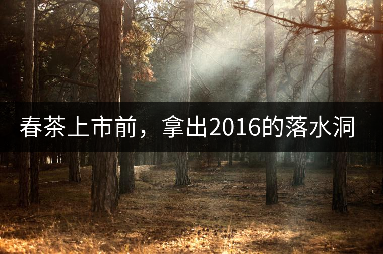 春茶上市前，拿出2016的落水洞秋茶開湯