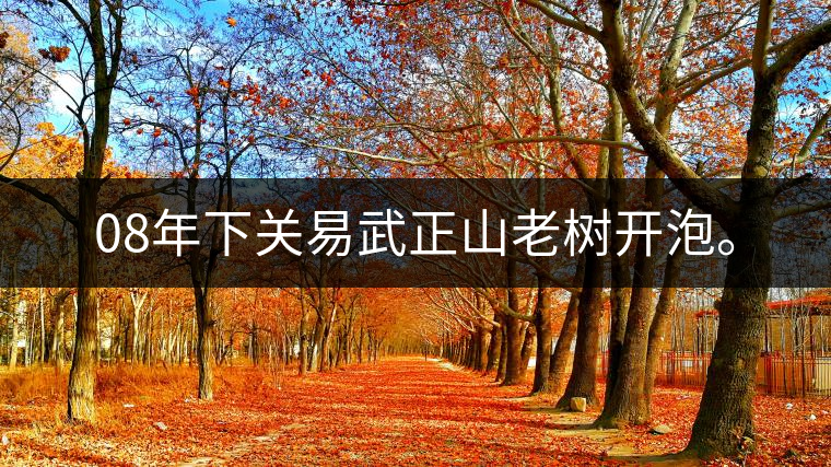 08年下關(guān)易武正山老樹開泡。