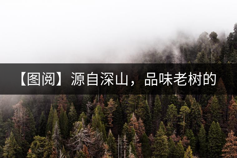 【圖閱】源自深山，品味老樹的味道