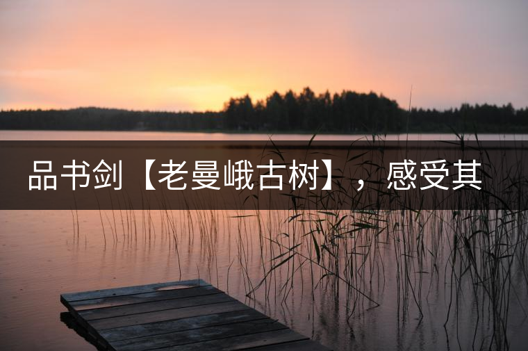 品書劍【老曼峨古樹】，感受其霸道苦韻