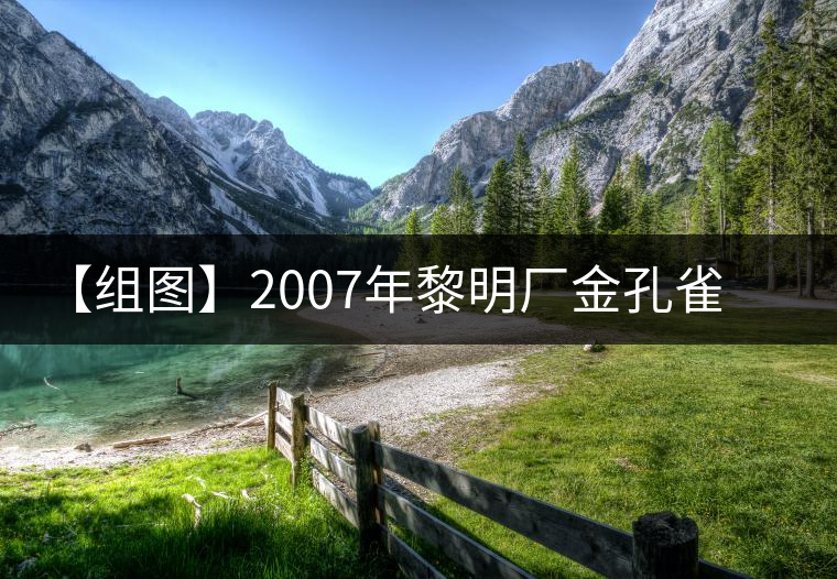 【組圖】2007年黎明廠金孔雀開湯 【組圖】2007年黎明廠金孔雀開湯