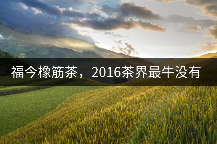 福今橡筋茶，2016茶界最牛沒(méi)有之一