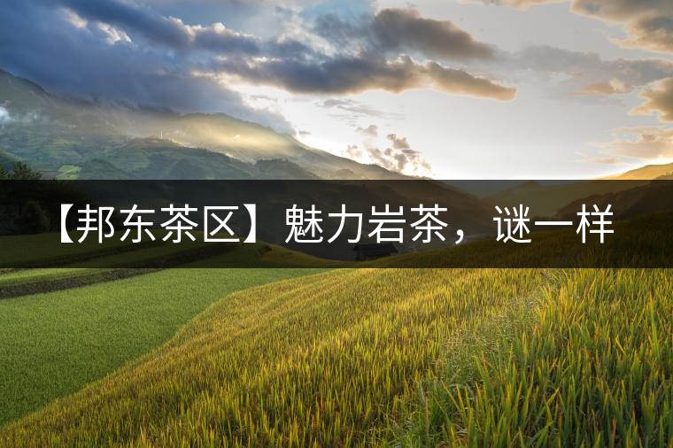 【邦東茶區(qū)】魅力巖茶，謎一樣的邦東！