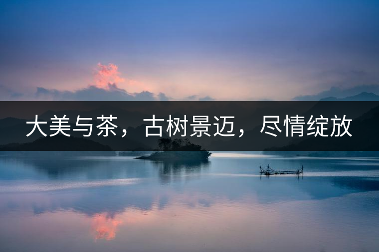 大美與茶，古樹景邁，盡情綻放