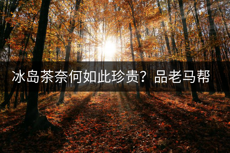 冰島茶奈何如此珍貴？品老馬幫之“冰島老寨”，答案在這里！