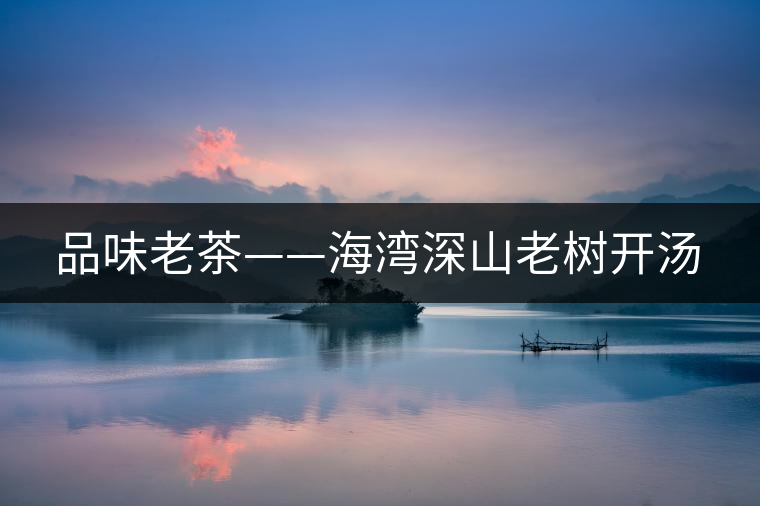 品味老茶——海灣深山老樹開湯